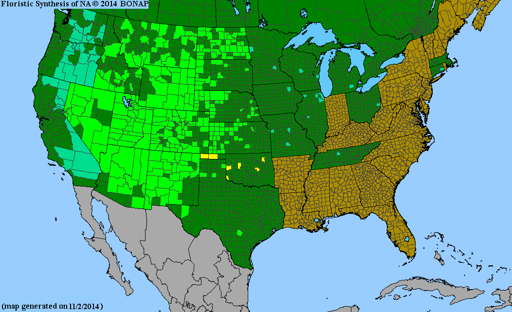 County distribution map of Solanum triflorum - Cut-Leaf Nightshade